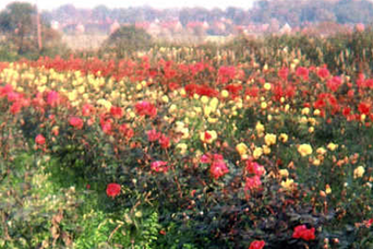 Rose fields in Brundall