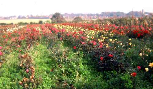 Morse rose fields