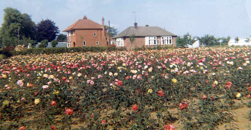 Morse rose fields in the 1950s or 1960s.