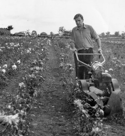 Another grower, Ronald Morse Tooke at work in his nursery in the 1960s. Until 
this time all the nurseries would have been hand-weeded and hoed. 
